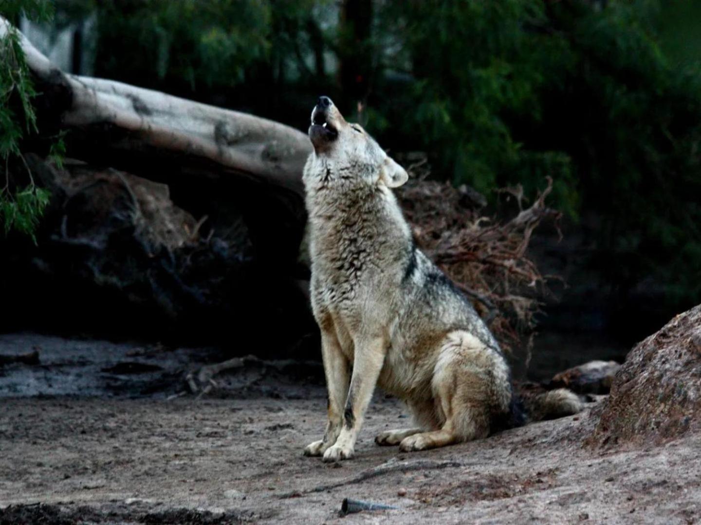 Tsitsikamma Wolf Sanctuary Eco Cabins & Teepees Stormsrivier Exterior foto