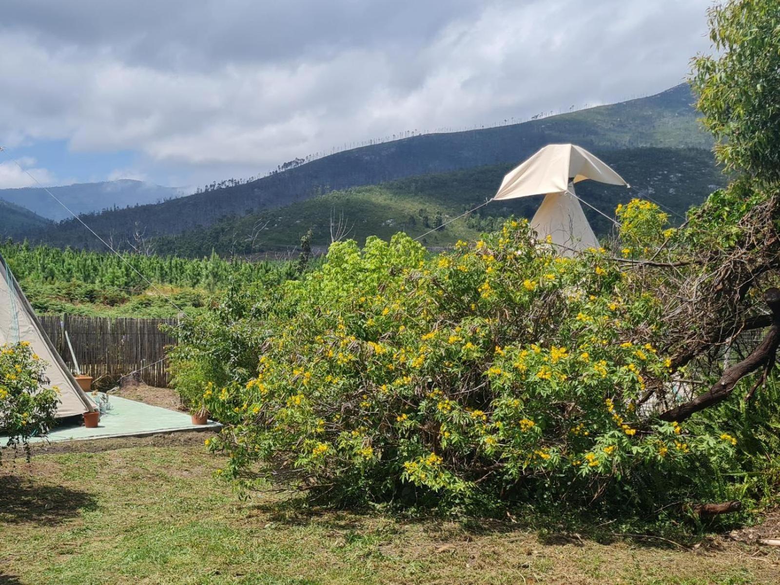 Tsitsikamma Wolf Sanctuary Eco Cabins & Teepees Stormsrivier Quarto foto